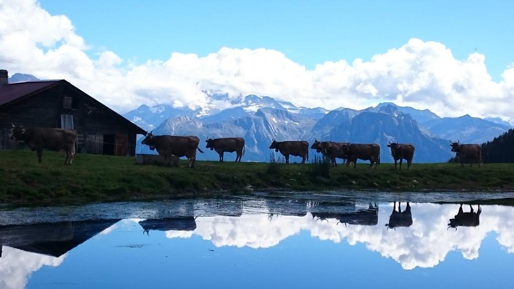 Chalet Enzian Riederalp Zewnętrze zdjęcie
